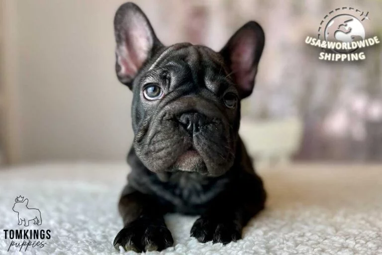 Linda, available French Bulldog puppy at TomKings Puppies