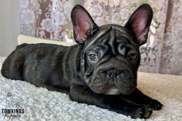 Linda, available French Bulldog puppy at TomKings Puppies