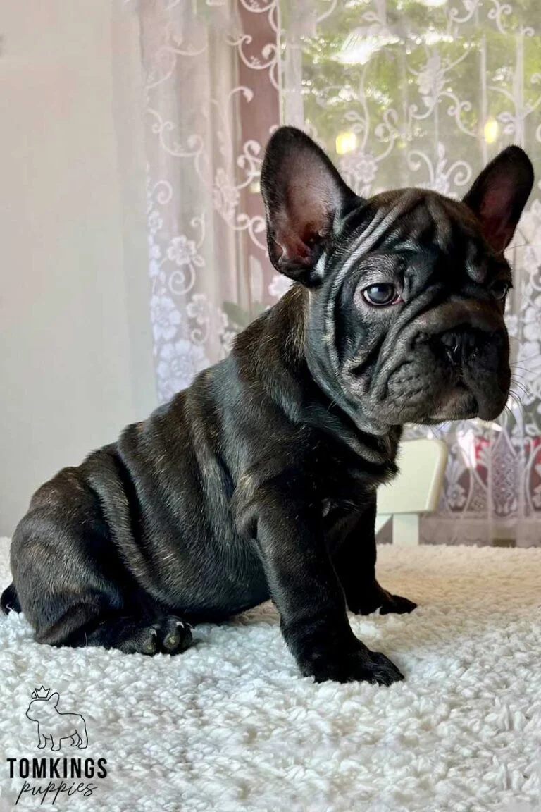 Linda, available French Bulldog puppy at TomKings Puppies