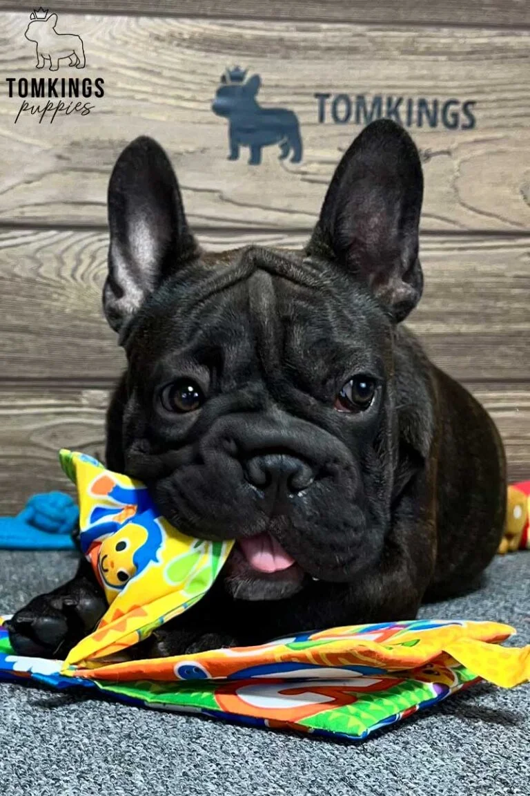 Linda, available French Bulldog puppy at TomKings Puppies