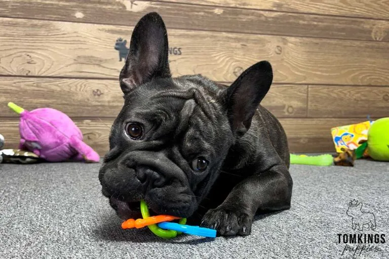 Linda, available French Bulldog puppy at TomKings Puppies