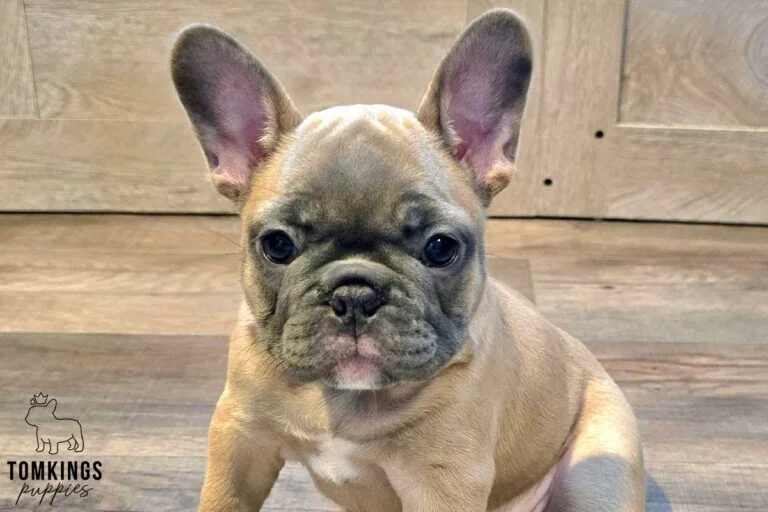 Luna, available French Bulldog puppy at TomKings Puppies