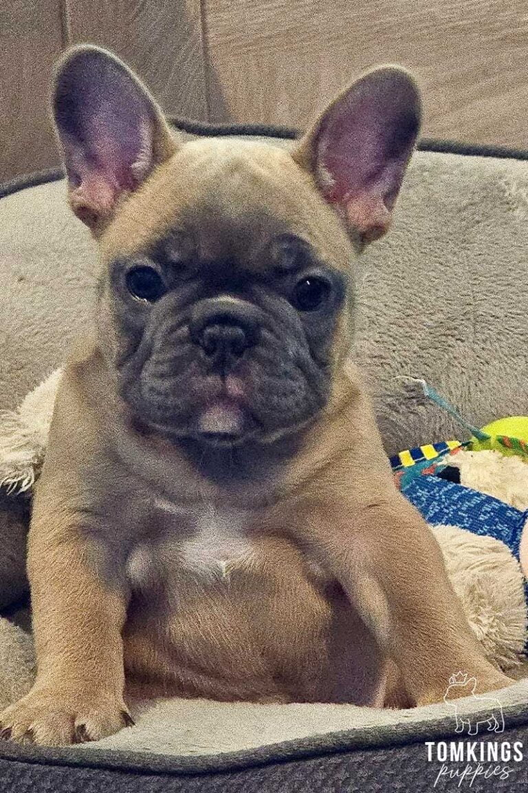 Luna, available French Bulldog puppy at TomKings Puppies