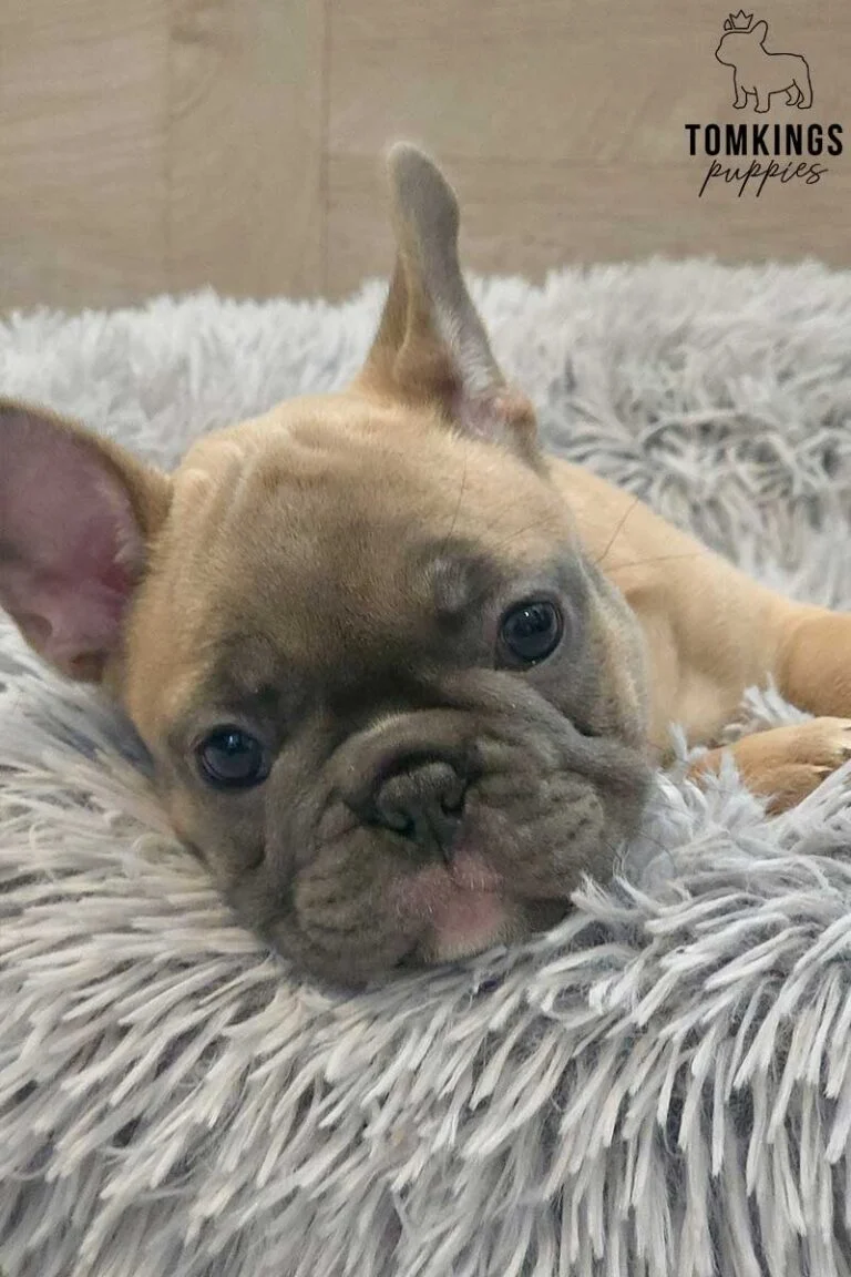 Luna, available French Bulldog puppy at TomKings Puppies