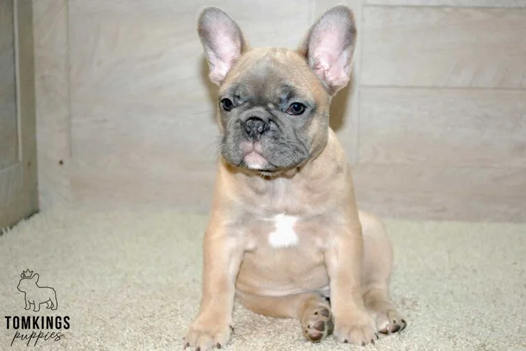 Luna, available French Bulldog puppy at TomKings Puppies