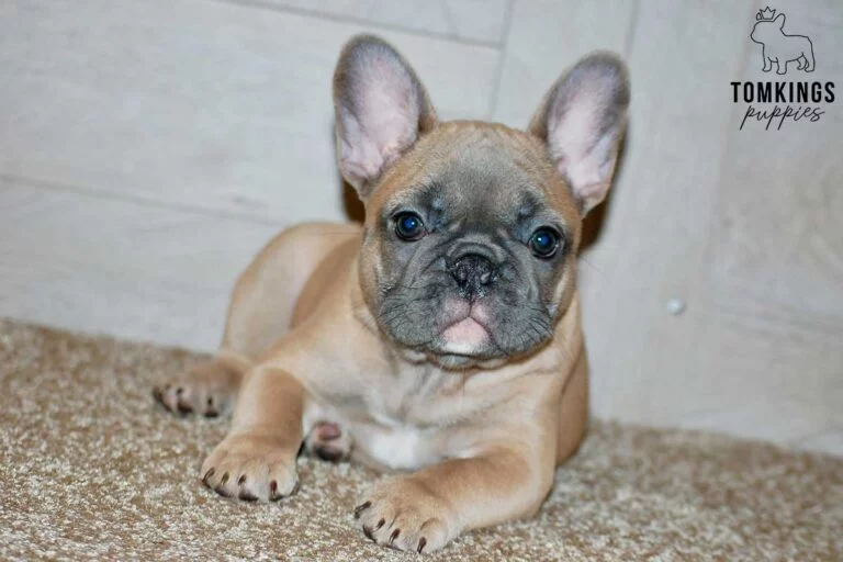 Luna, available French Bulldog puppy at TomKings Puppies