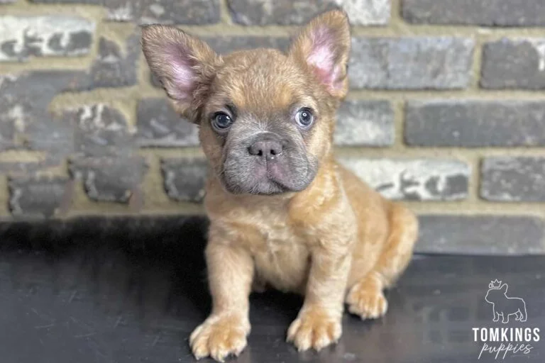 Rambo, available Fluffy French Bulldog puppy at TomKings Puppies