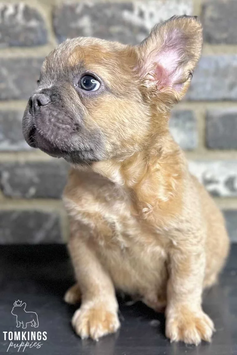 Rambo, available Fluffy French Bulldog puppy at TomKings Puppies