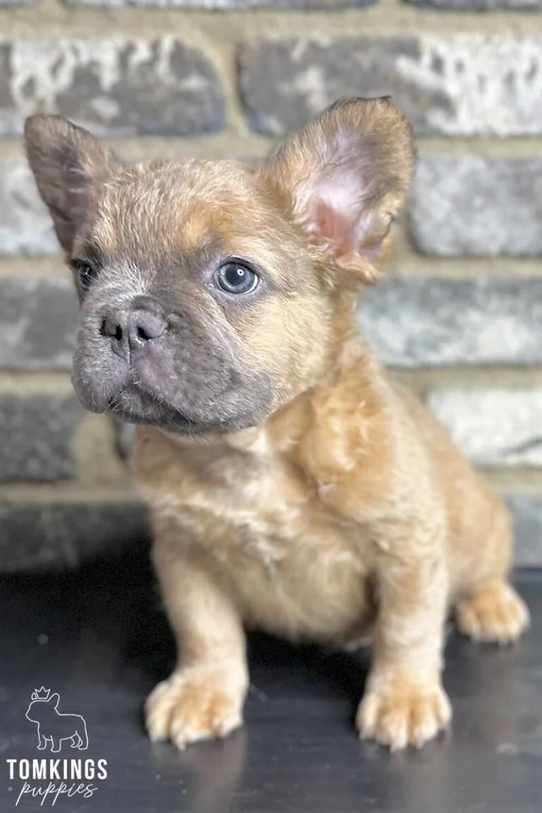 Rambo, available Fluffy French Bulldog puppy at TomKings Puppies