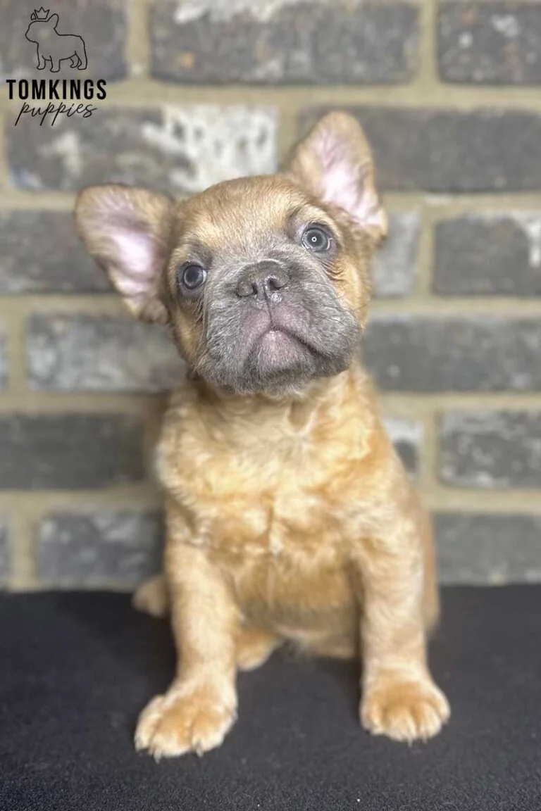 Rambo, available Fluffy French Bulldog puppy at TomKings Puppies