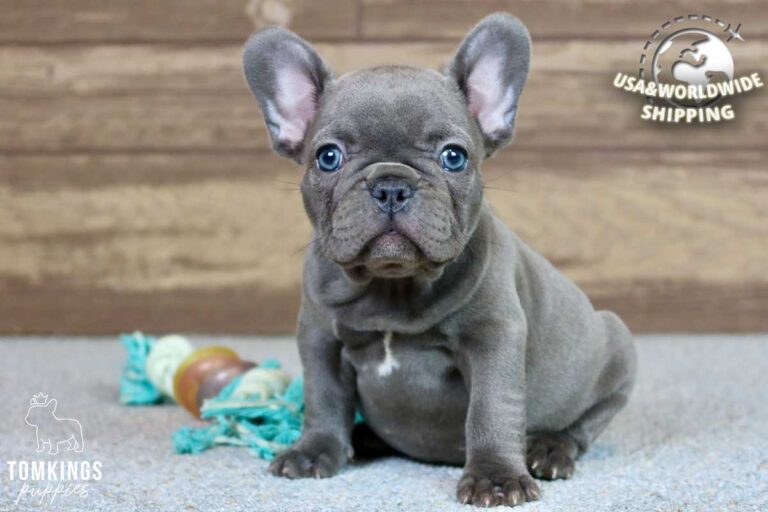 Sophia, available French Bulldog puppy at TomKings Puppies