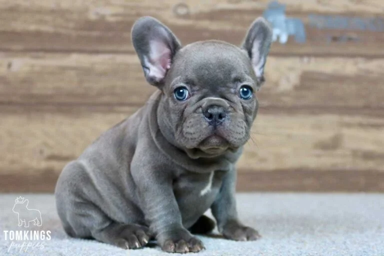 Sophia, available French Bulldog puppy at TomKings Puppies