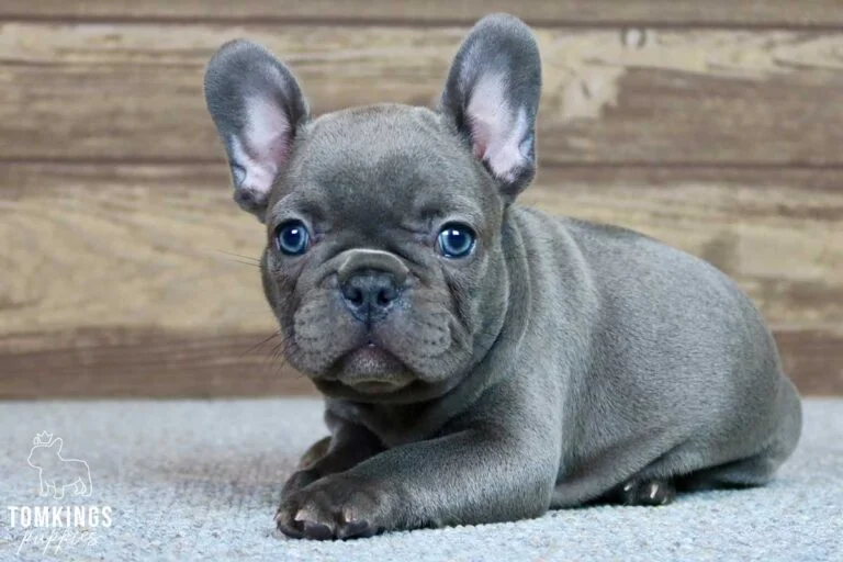 Sophia, available French Bulldog puppy at TomKings Puppies