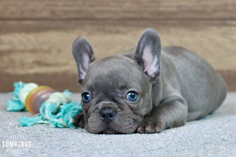 Sophia, available French Bulldog puppy at TomKings Puppies