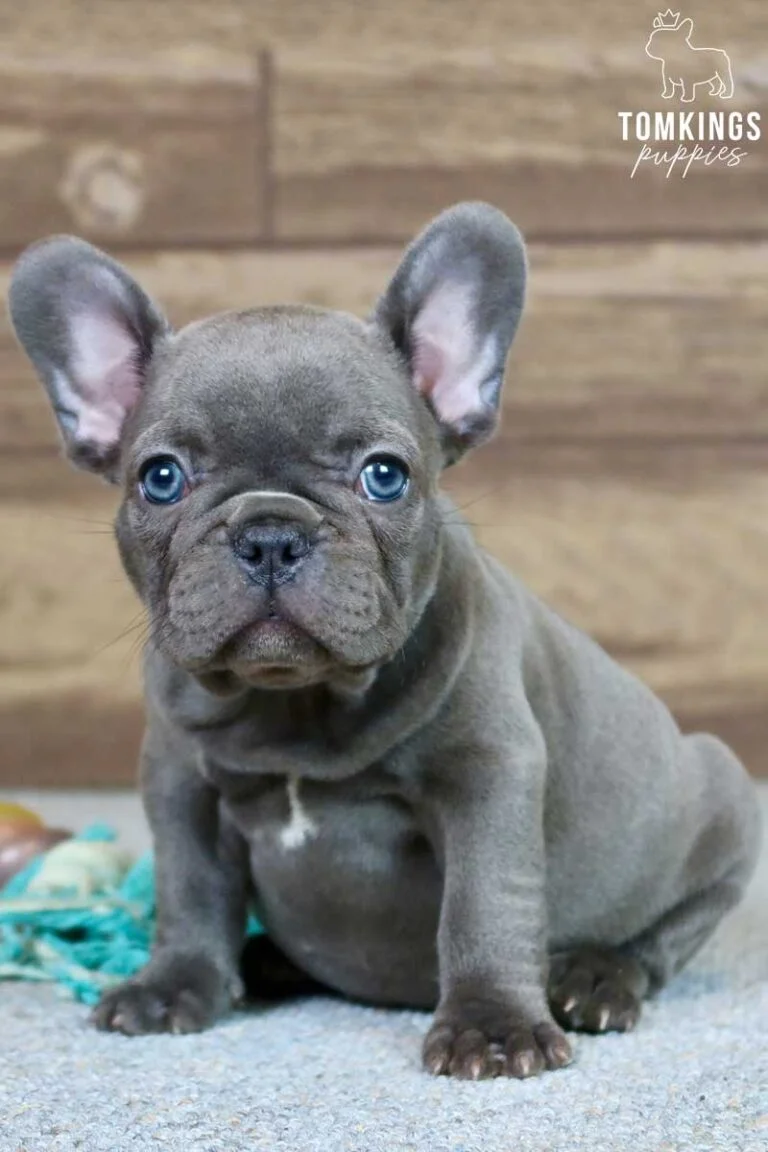 Sophia, available French Bulldog puppy at TomKings Puppies