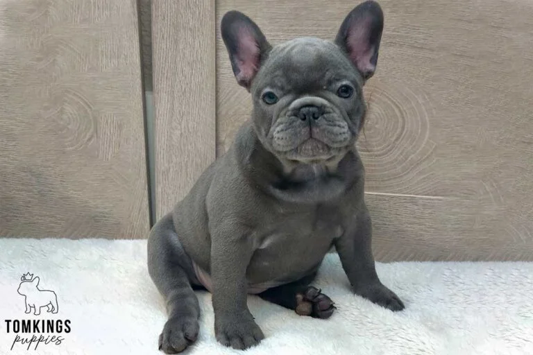 Star, available French Bulldog puppy at TomKings Puppies