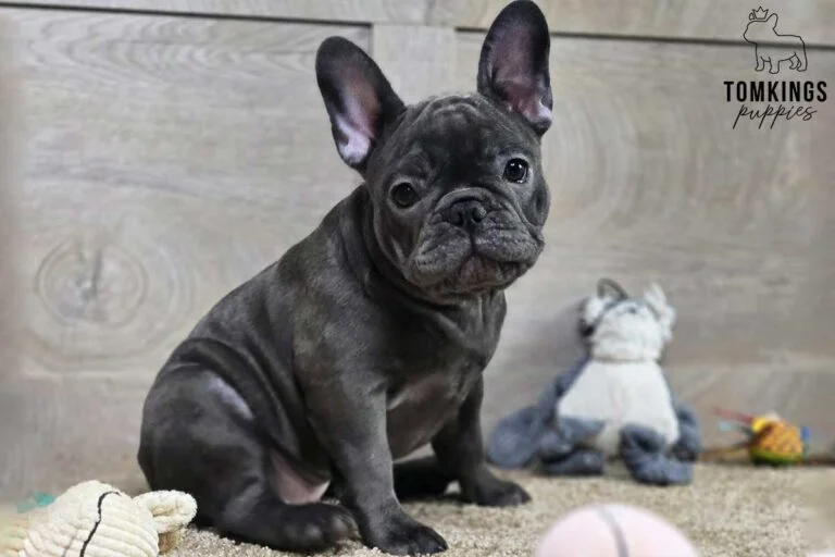 Star, available French Bulldog puppy at TomKings Puppies