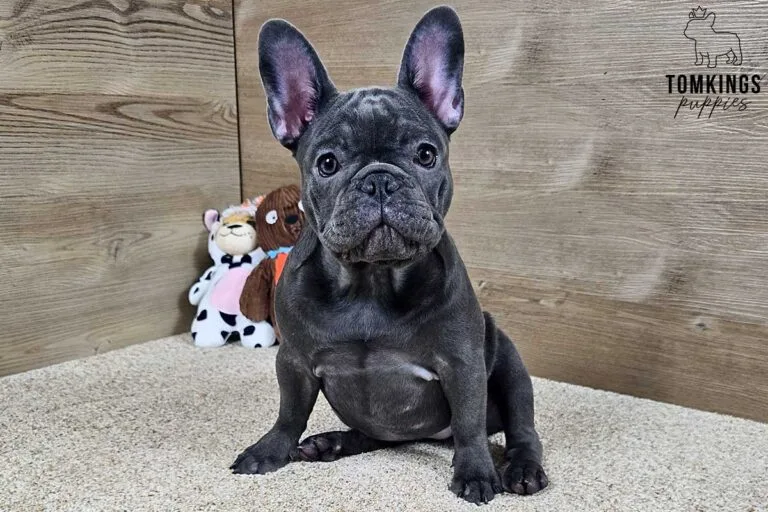 Star, available French Bulldog puppy at TomKings Puppies