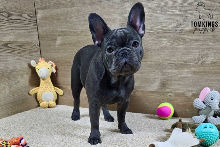 Star, available French Bulldog puppy at TomKings Puppies