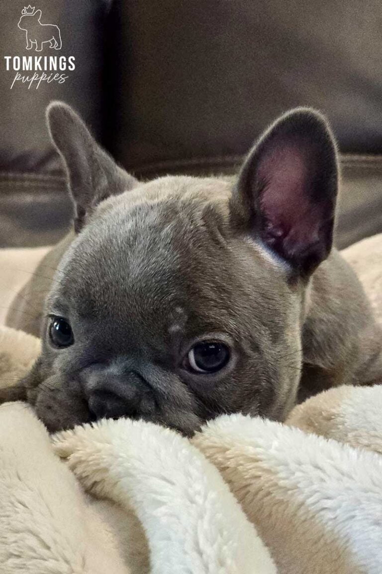 Star, available French Bulldog puppy at TomKings Puppies