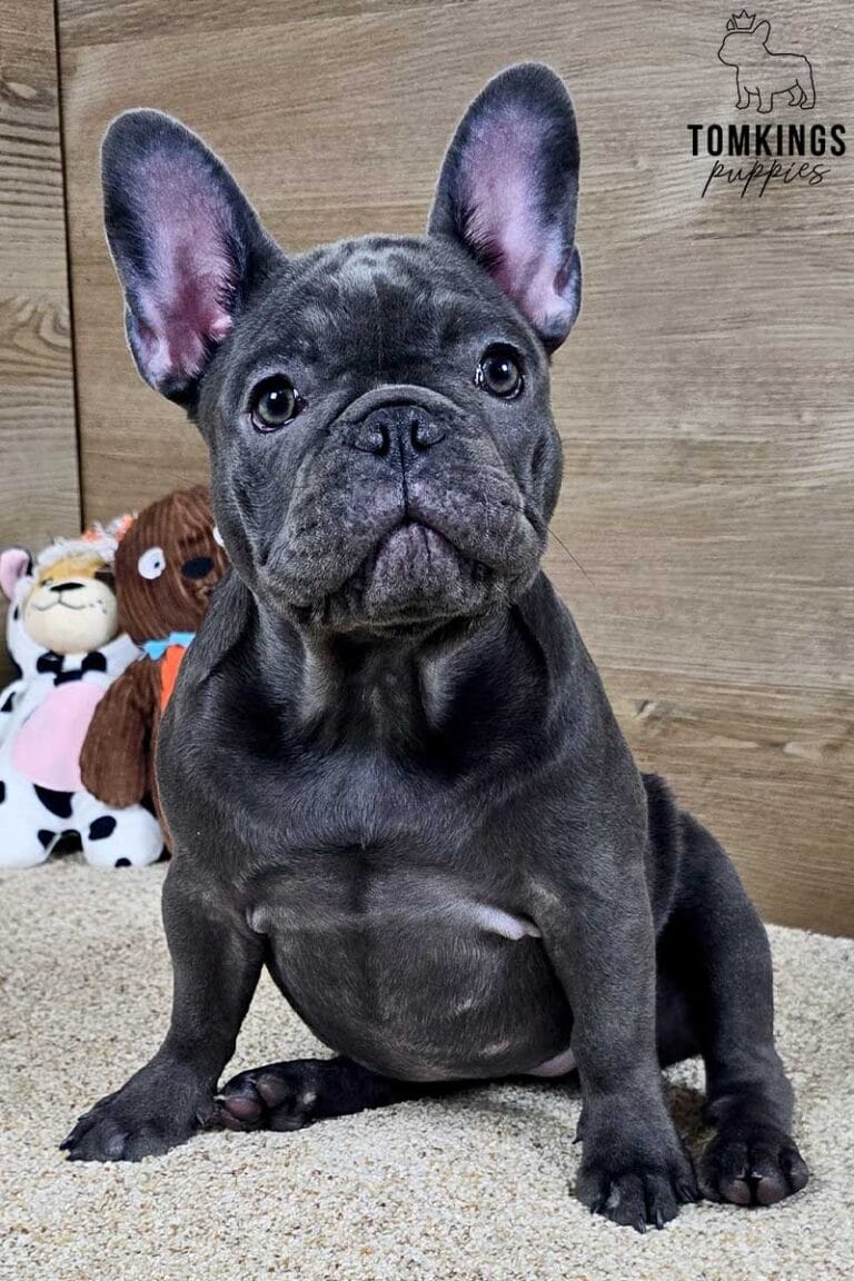 Star, available French Bulldog puppy at TomKings Puppies