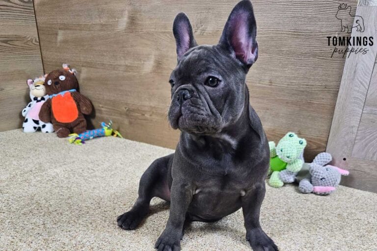 Star, available French Bulldog puppy at TomKings Puppies