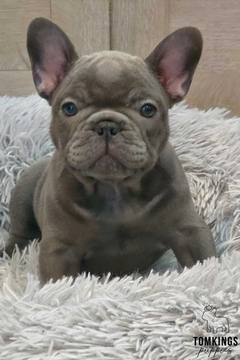 Star, available French Bulldog puppy at TomKings Puppies