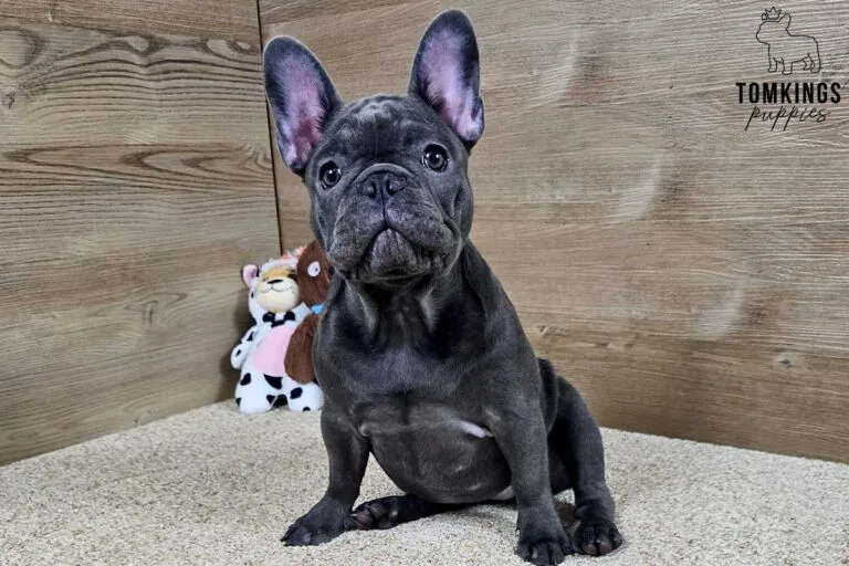 Star, available French Bulldog puppy at TomKings Puppies