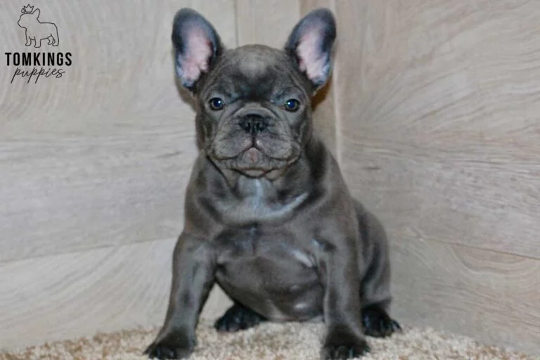 Star, available French Bulldog puppy at TomKings Puppies