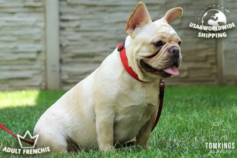 Szuzi, available French Bulldog at TomKings Puppies