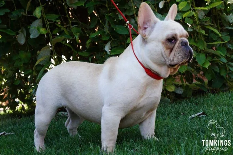 Szuzi, available French Bulldog at TomKings Puppies