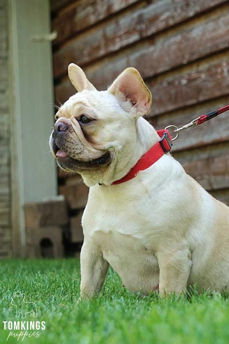 Szuzi, available French Bulldog at TomKings Puppies