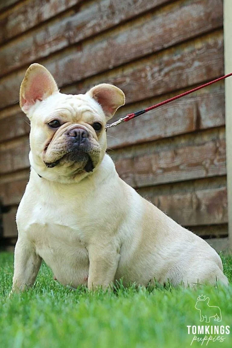 Szuzi, available French Bulldog at TomKings Puppies