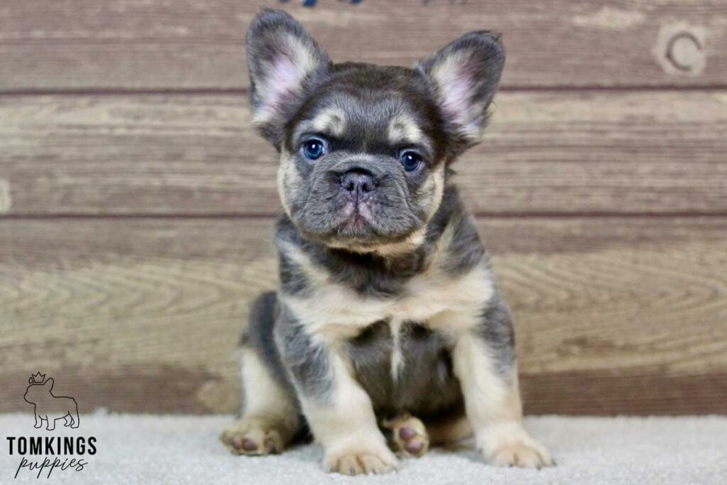 Wyatt, available Fluffy French Bulldog puppy at TomKings Puppies