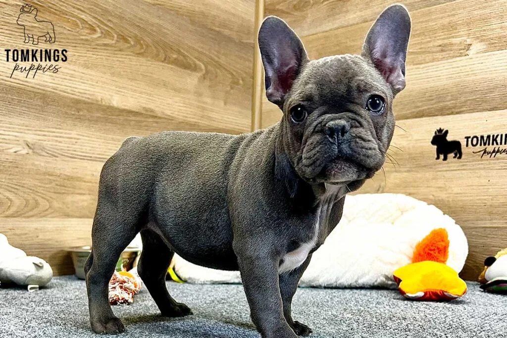 Aida, available French Bulldog puppy at TomKings Puppies