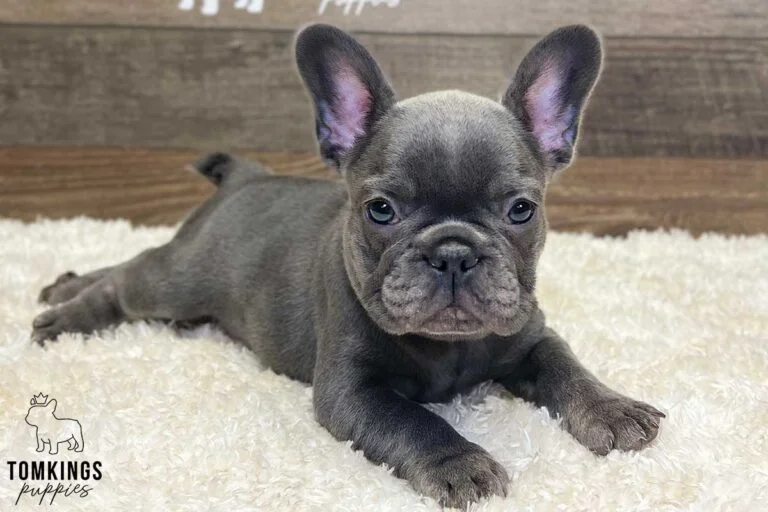 Alicia, available French Bulldog puppy at TomKings Puppies