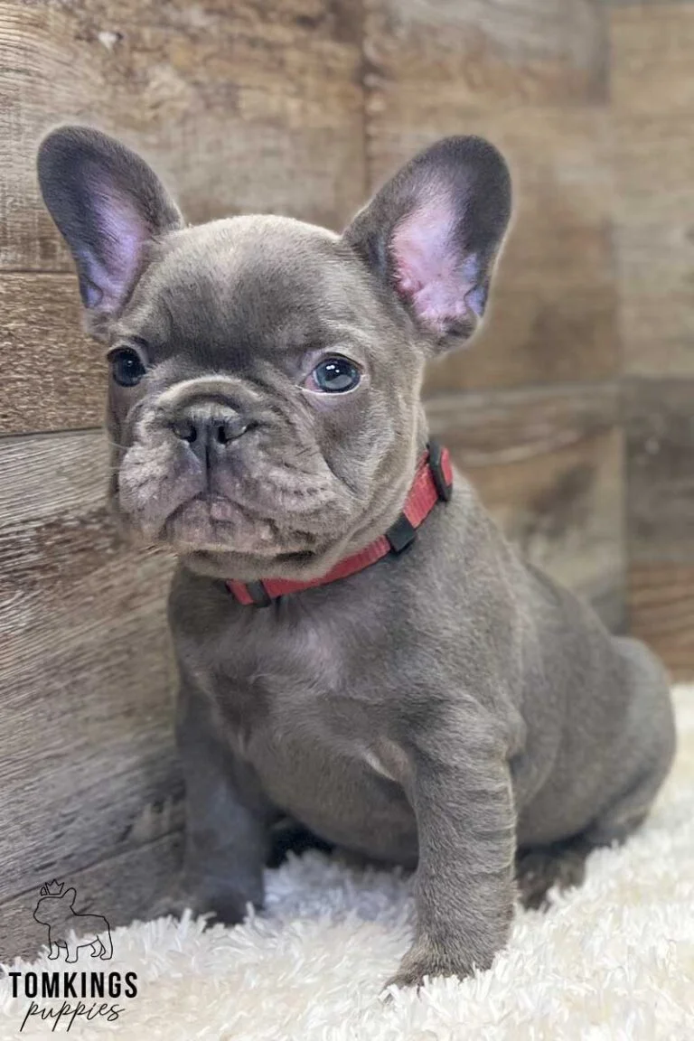 Alicia, available French Bulldog puppy at TomKings Puppies