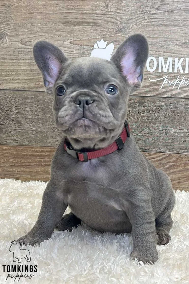 Alicia, available French Bulldog puppy at TomKings Puppies