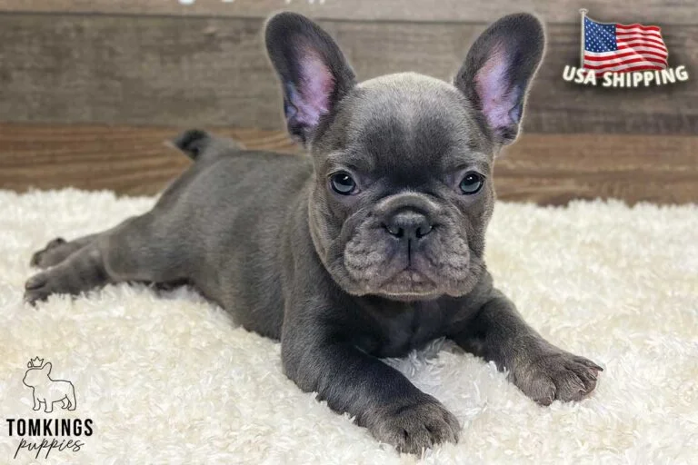 Alicia, available French Bulldog puppy at TomKings Puppies