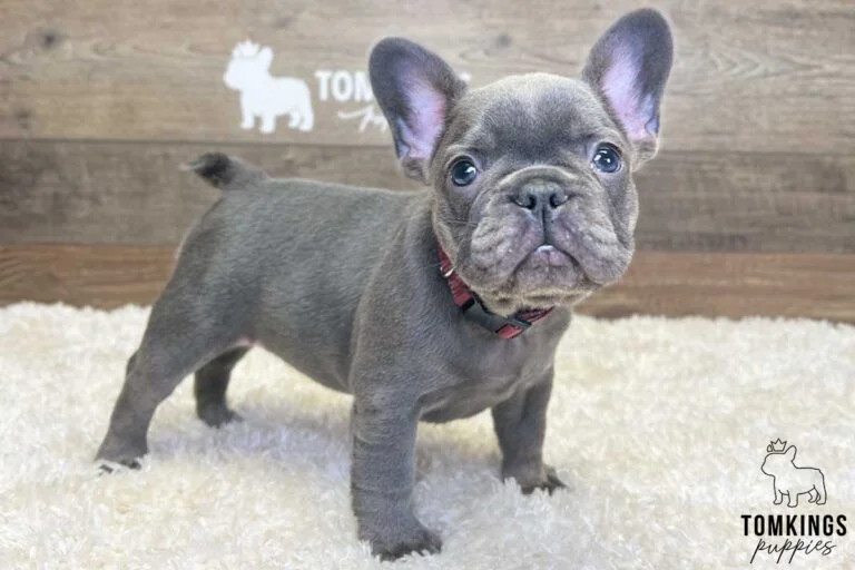 Alicia, available French Bulldog puppy at TomKings Puppies