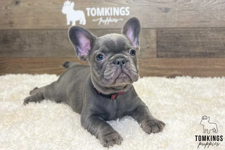 Alicia, available French Bulldog puppy at TomKings Puppies