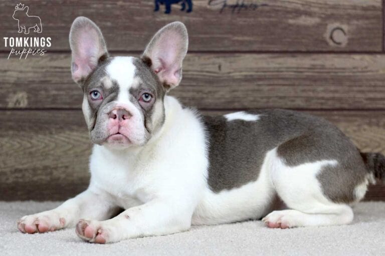 Amelia, available French Bulldog puppy at TomKings Puppies