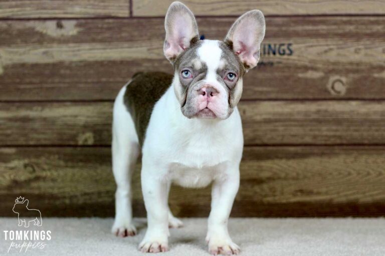 Amelia, available French Bulldog puppy at TomKings Puppies