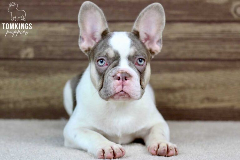 Amelia, available French Bulldog puppy at TomKings Puppies