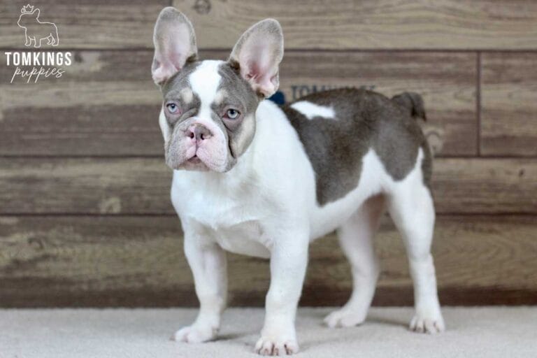 Amelia, available French Bulldog puppy at TomKings Puppies