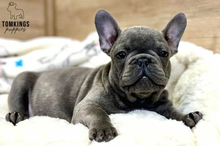 Amos, available French Bulldog puppy at TomKings Puppies