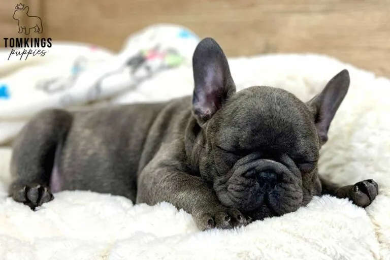 Amos, available French Bulldog puppy at TomKings Puppies