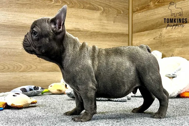 Amos, available French Bulldog puppy at TomKings Puppies