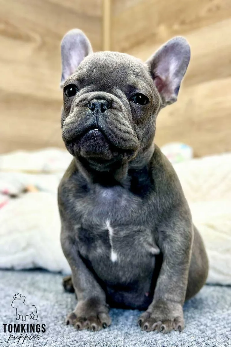 Amos, available French Bulldog puppy at TomKings Puppies