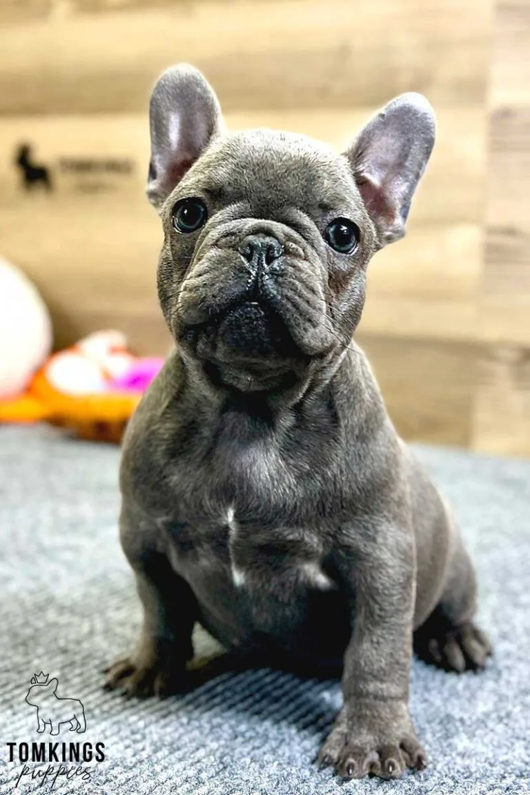 Amos, available French Bulldog puppy at TomKings Puppies